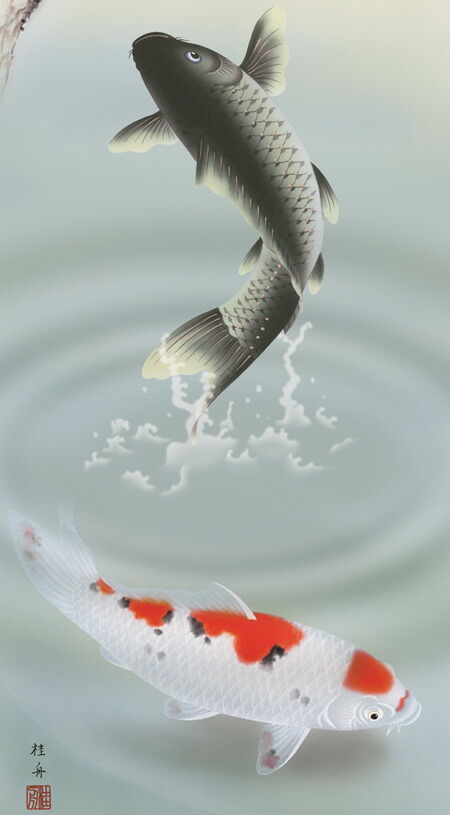 鯉・夫婦鯉 掛軸【武者・節句】松下遊鯉（長江 桂舟） 商品画像