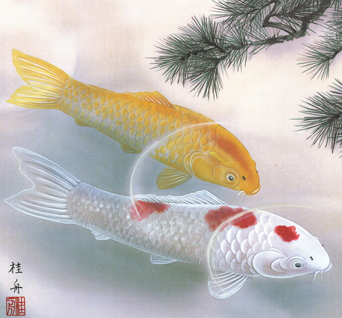 鯉・夫婦鯉 掛軸【武者・節句】松下遊鯉（長江 桂舟） 商品画像
